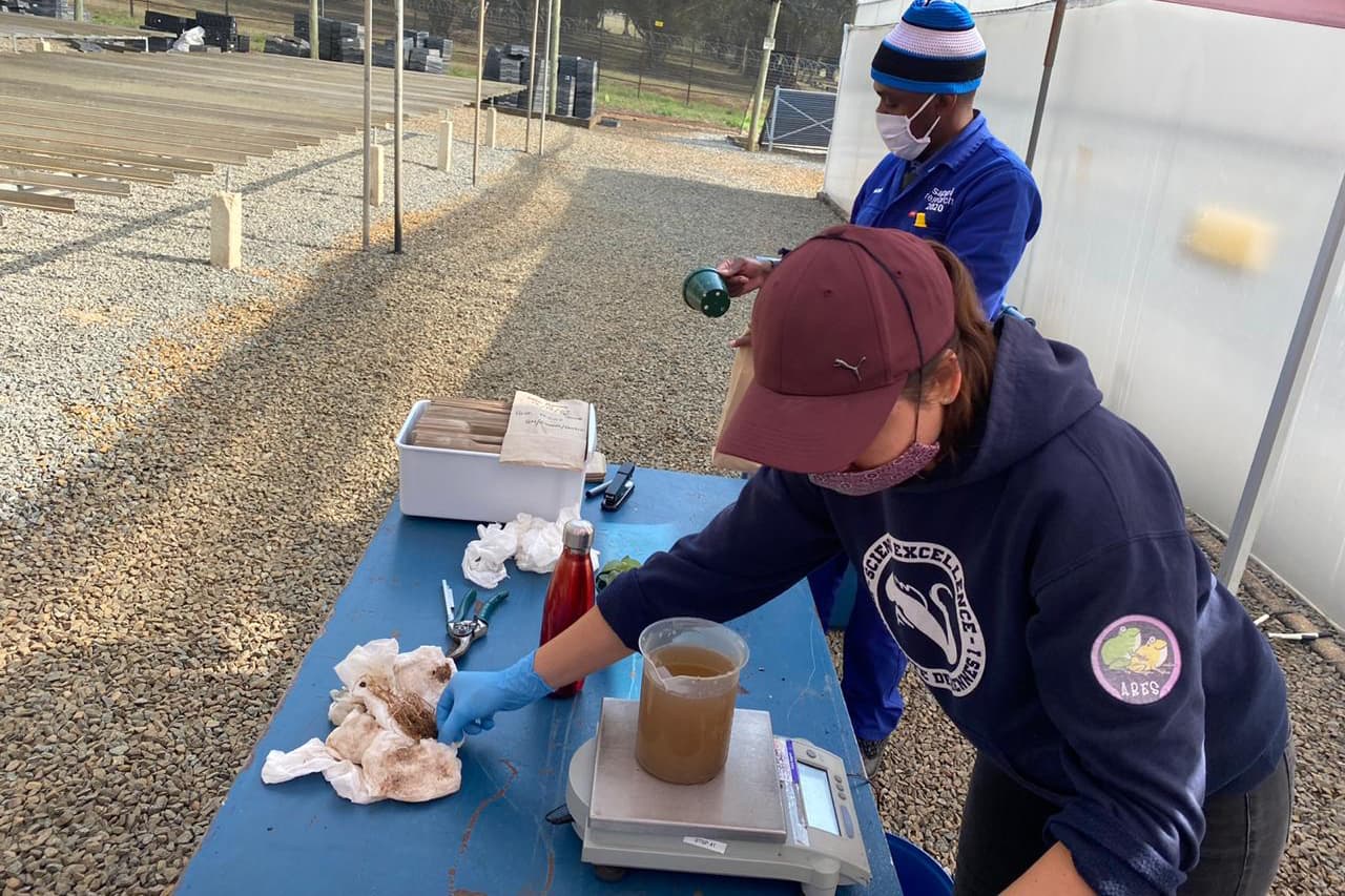 Harvesting <i>Phytophthora</i> pathogenicity trials in the KZN midlands