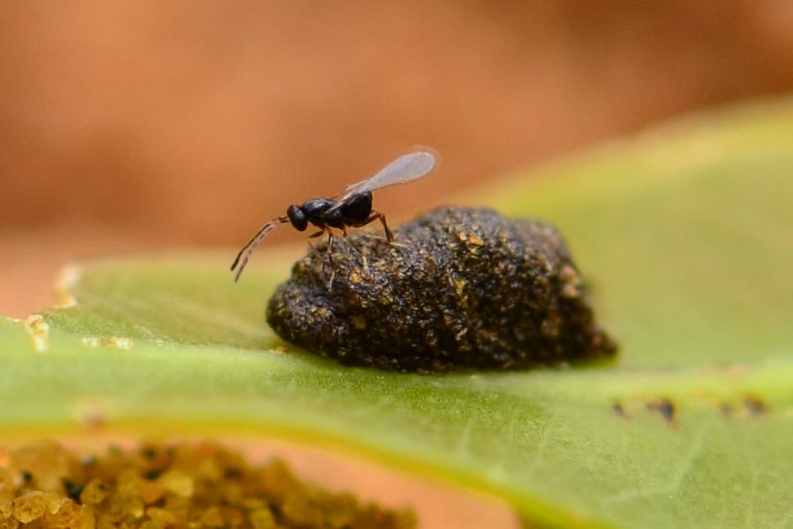 Diversifying the biological control of <i>Gonipterus</i> sp. 2 in South Africa