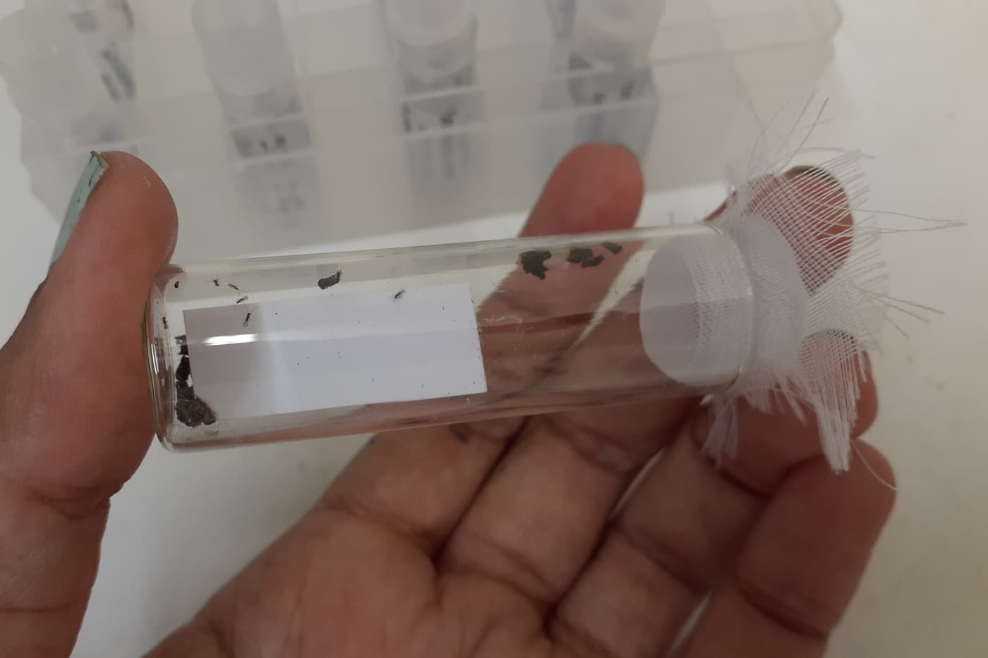 Arrival of parasitoid wasps from Australia