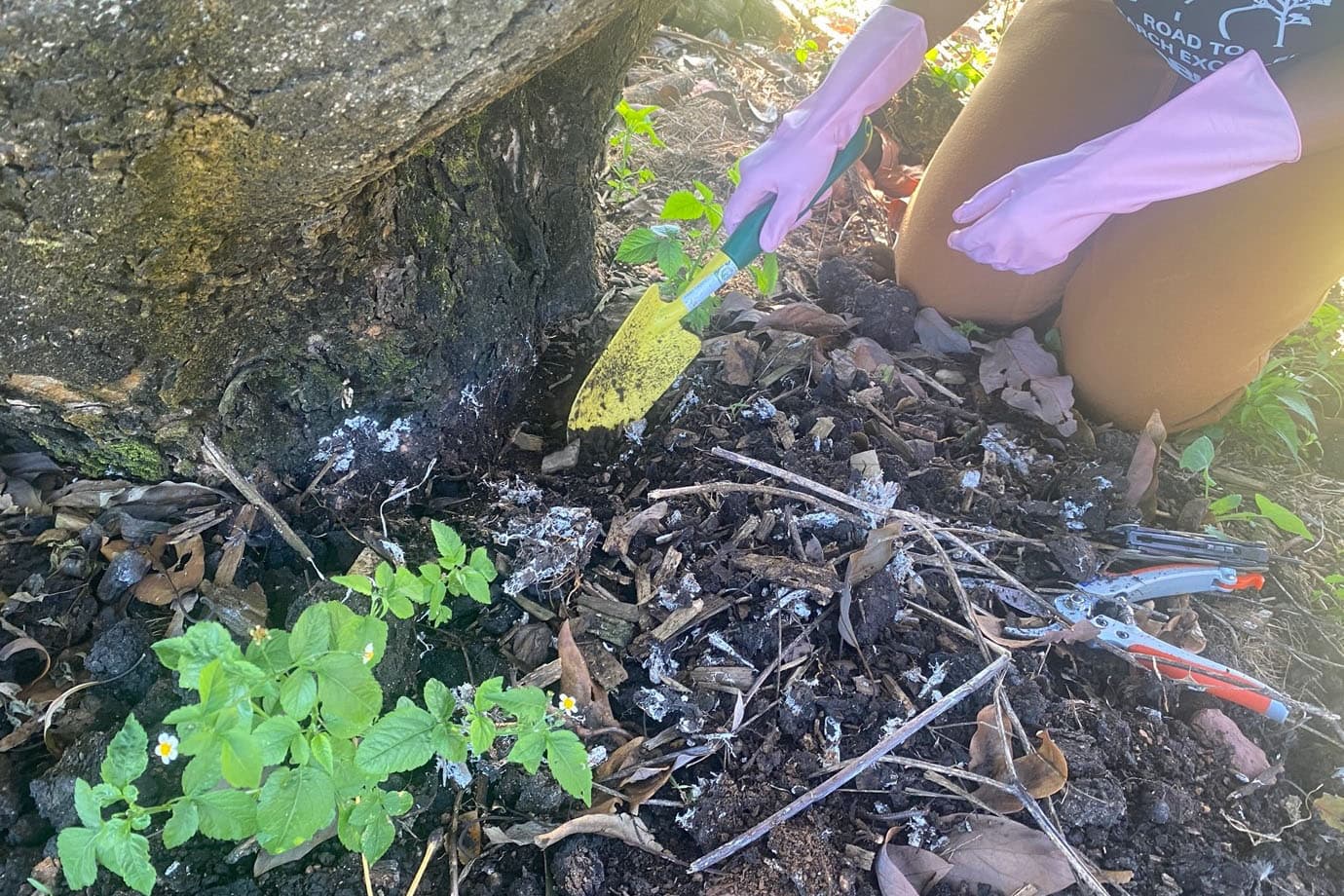 <i>Rosellinia necatrix</i> – We are onto you!