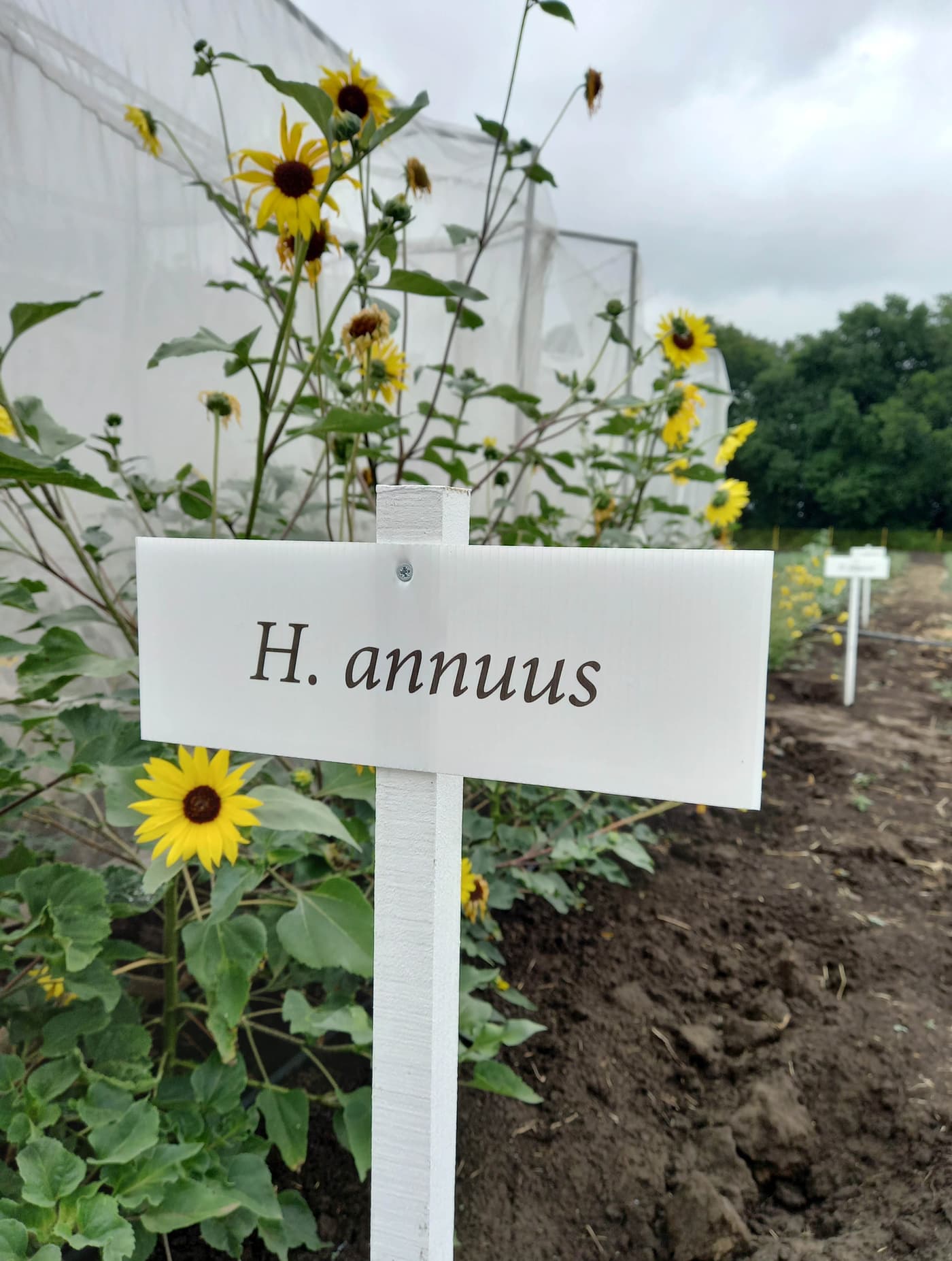 Field day at the Serbian Institute for Field And Vegetable Crops