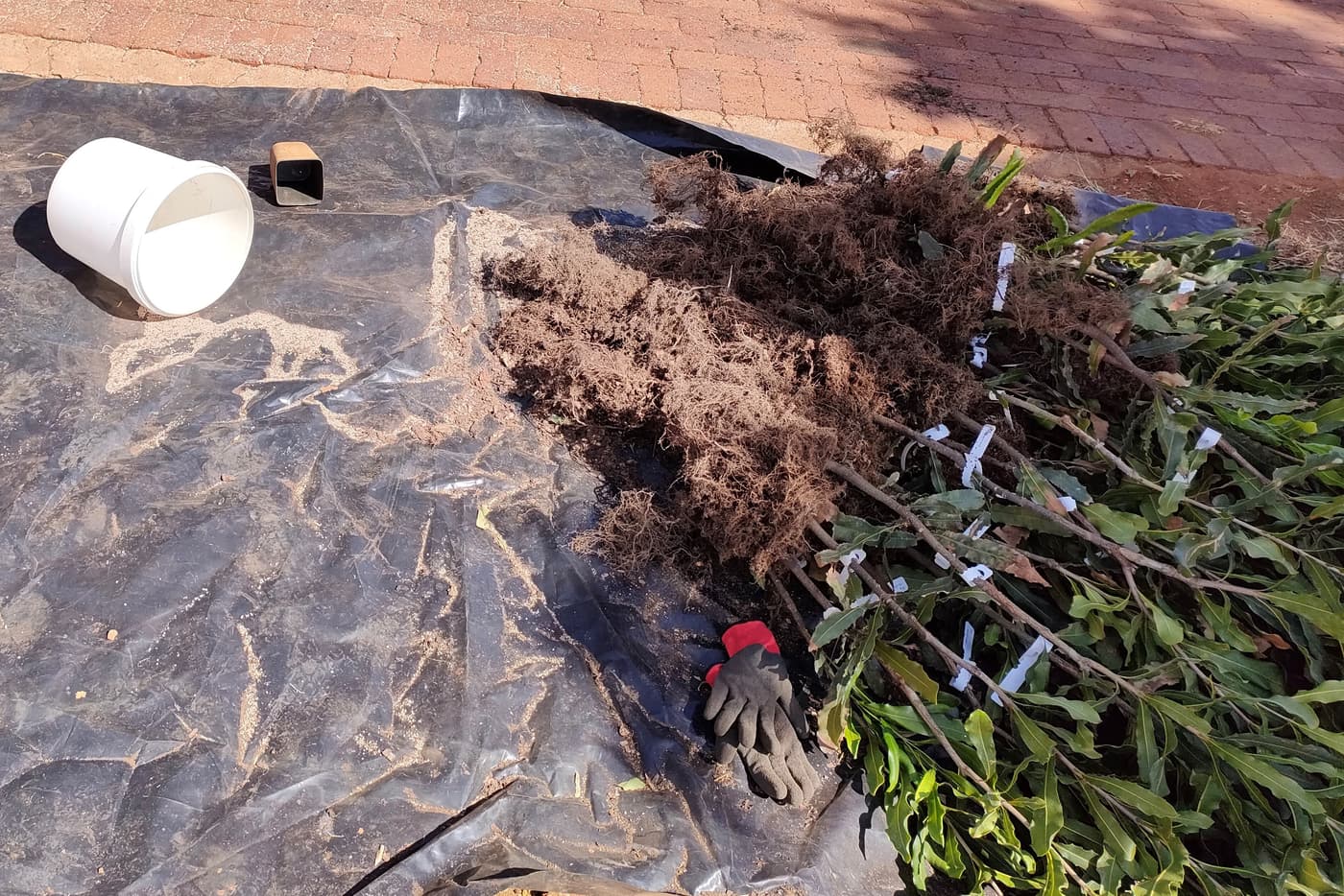 Macadamia spring planting!