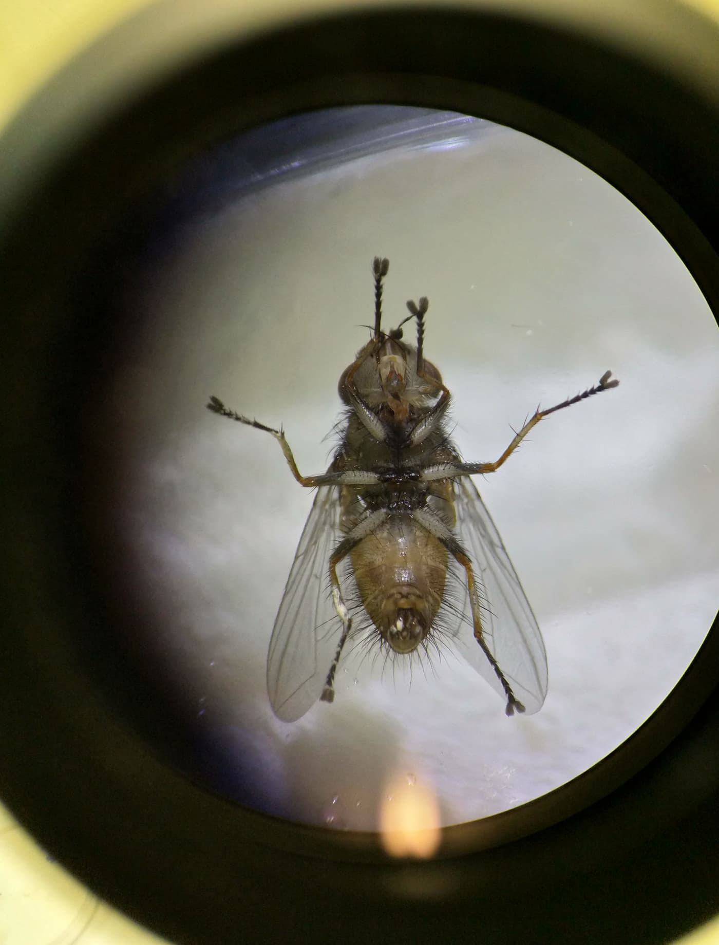 Exciting developments in efforts to test a new potential biocontrol agent for <i>Gonipterus</i> sp. 