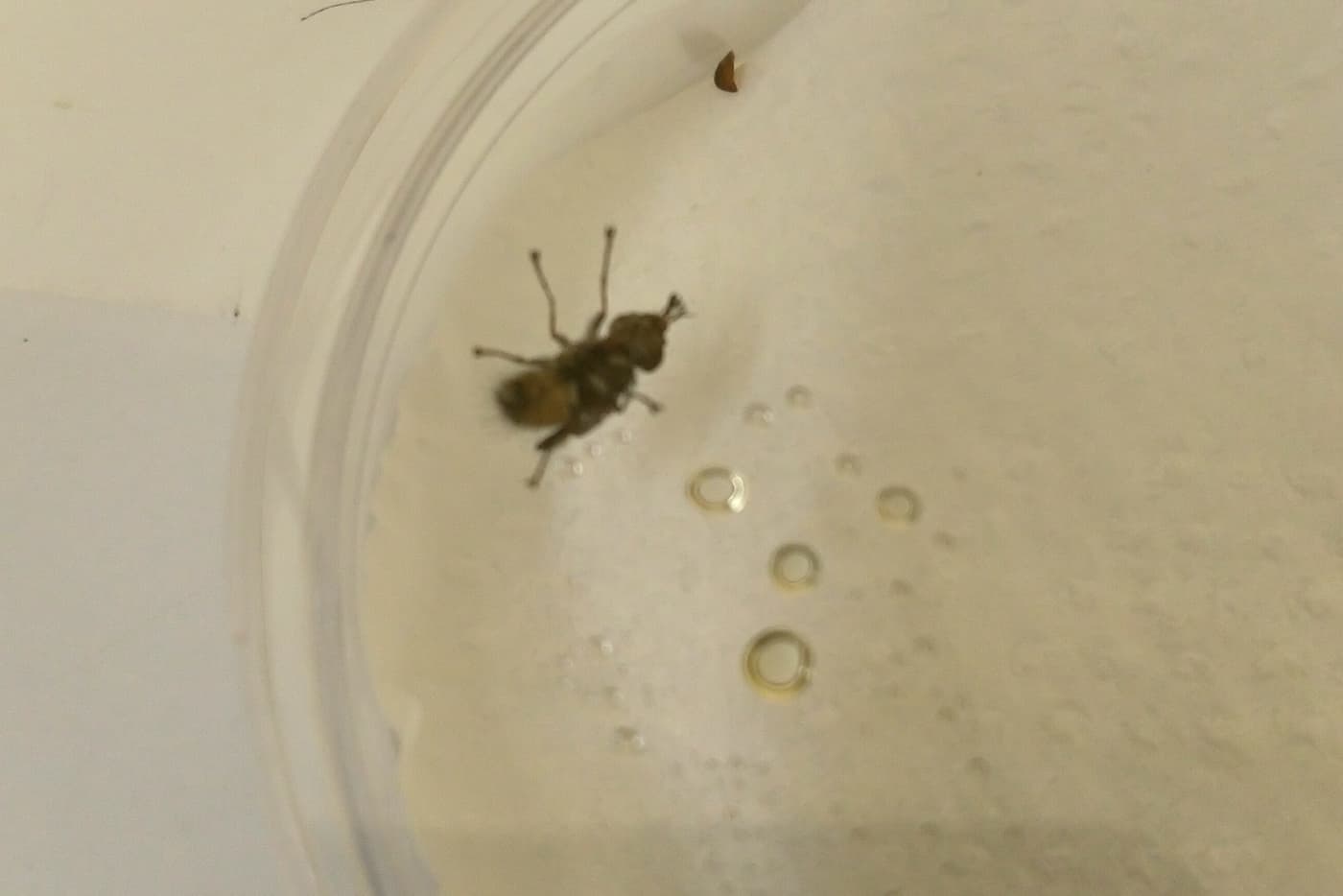 Exciting developments in efforts to test a new potential biocontrol agent for <i>Gonipterus</i> sp. 