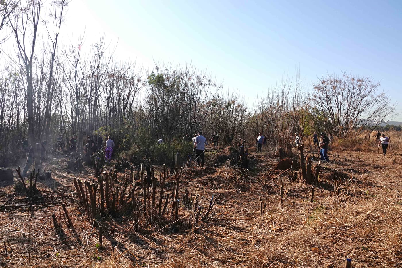 FABIans pitch in to clear invasive woody plants on Mandela Day