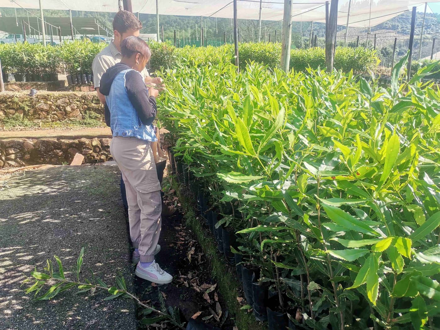 Tackling flower blight in Limpopo
