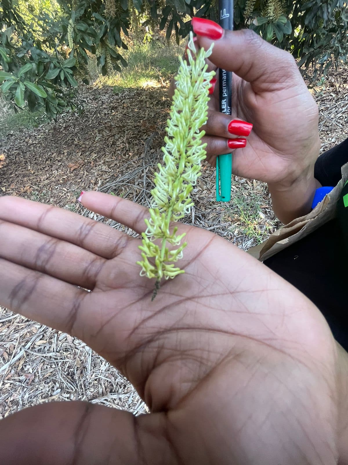 Tackling flower blight in Limpopo