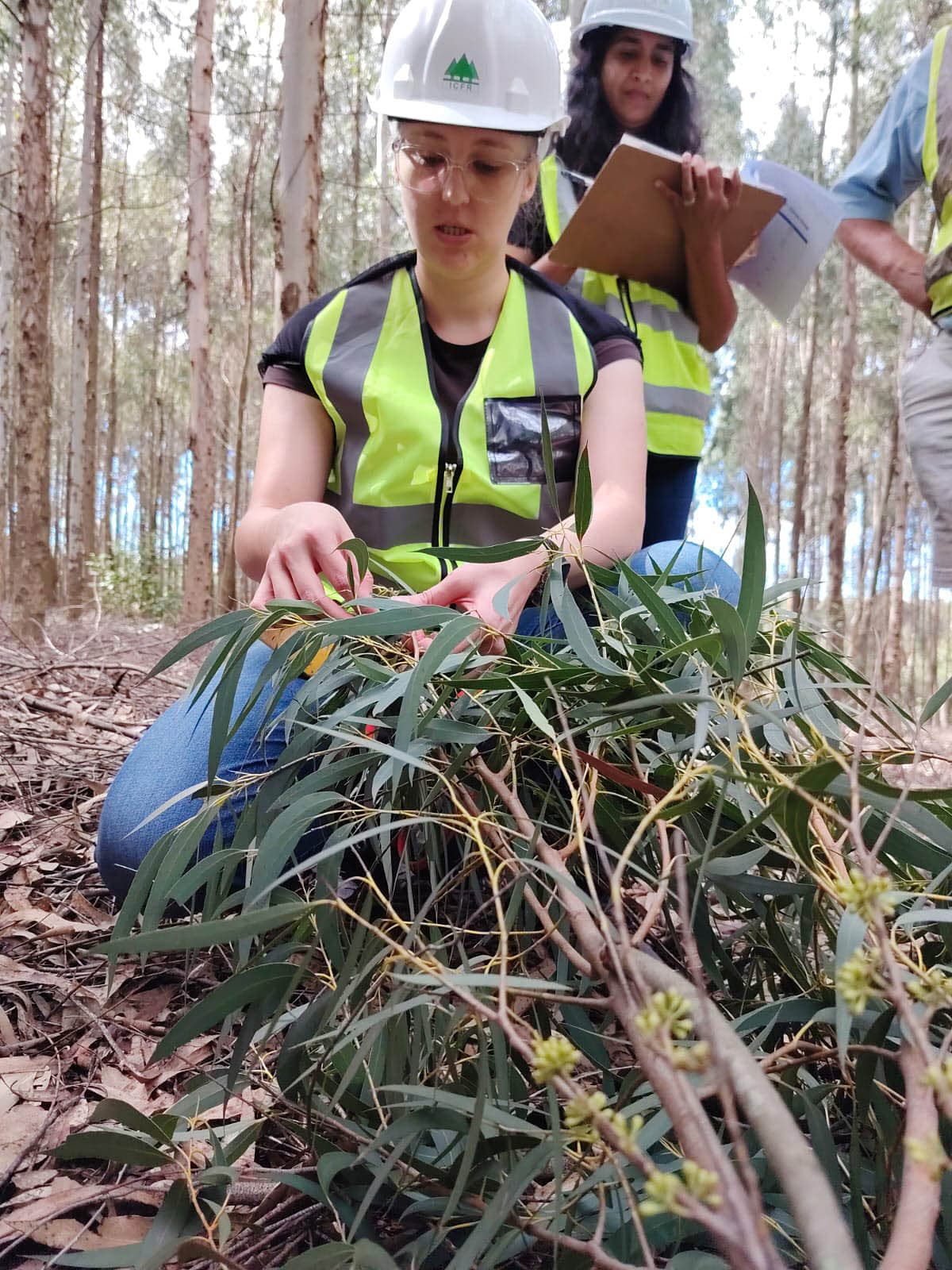 The FMG-EPPI research group collects samples for a eucalypt pangenome project
