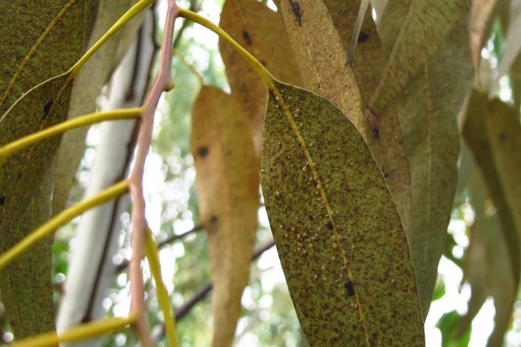 Encouraging Results in FABI/TPCP Biocontrol Programme