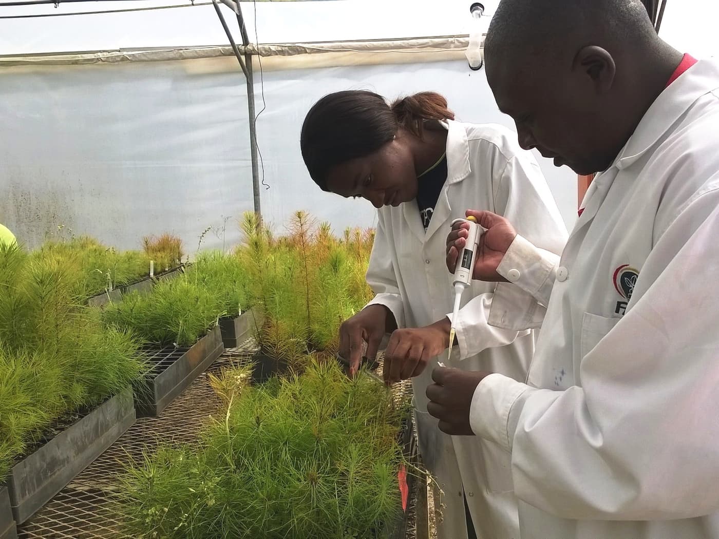 Another successful round of pine screening completed