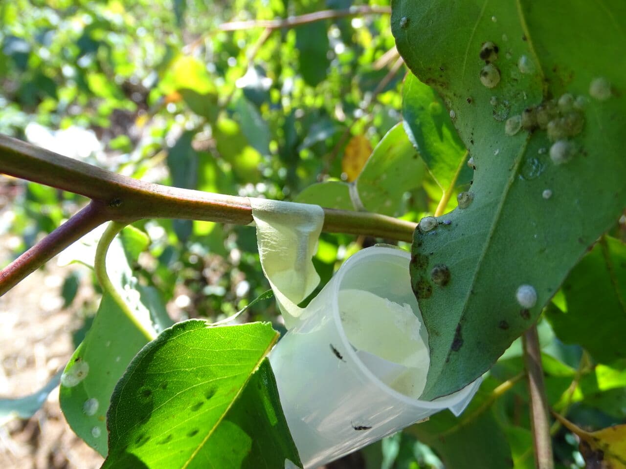 TPCP researchers release biocontrol agent for the red gum lerp psyllid