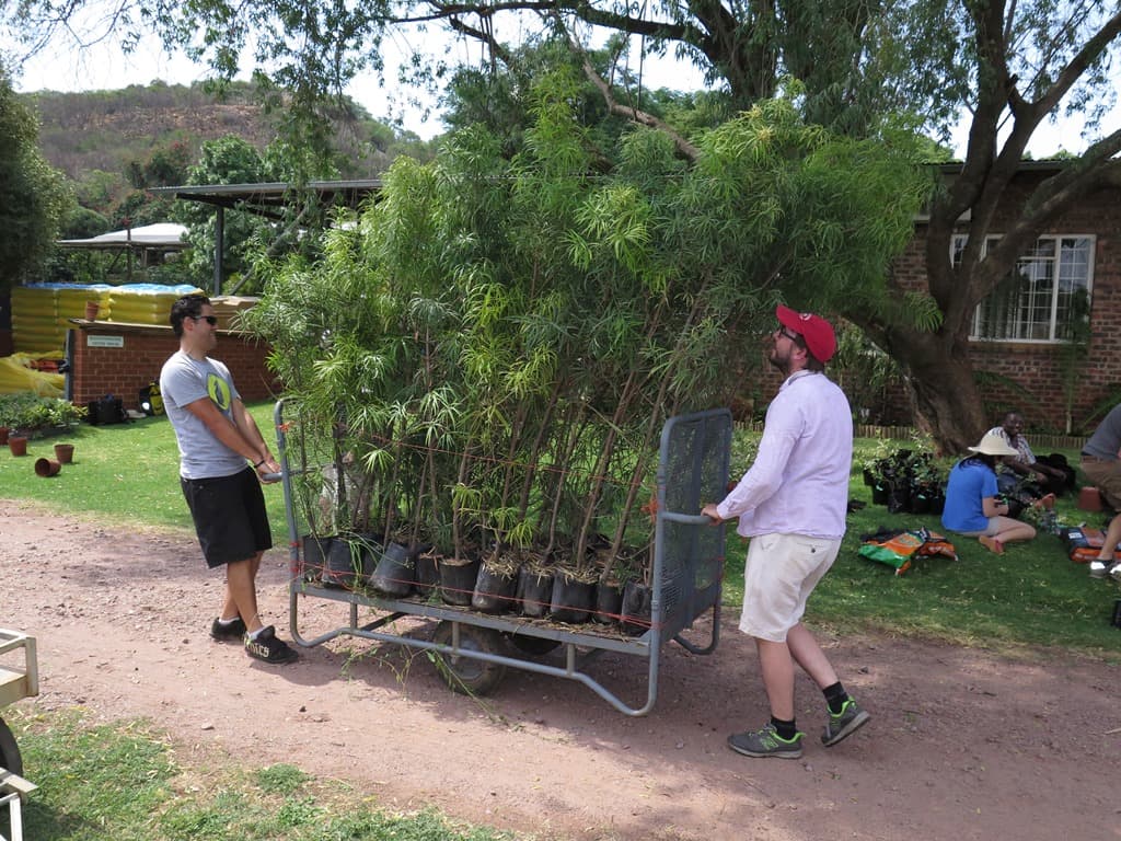 FABIans plant thousands of Eucalyptus cuttings