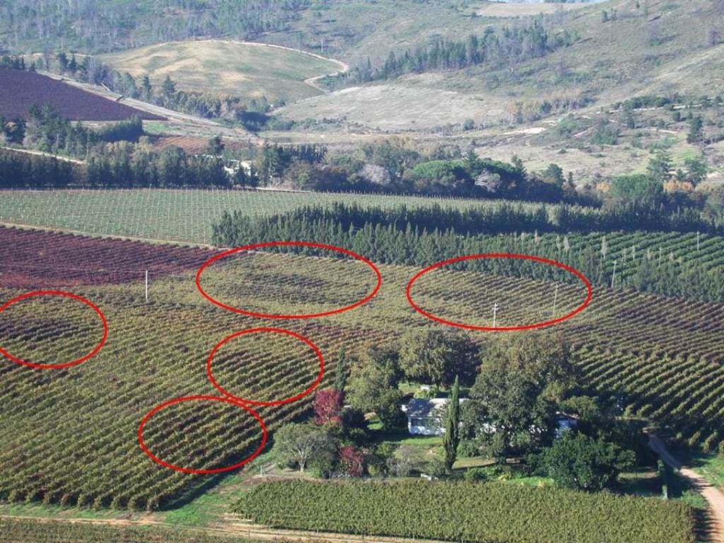 FABI Researcher instrumental in wining the fight against grapevine leafroll disease