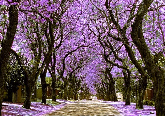 Fungus threatens to wipe out city's Jacarandas