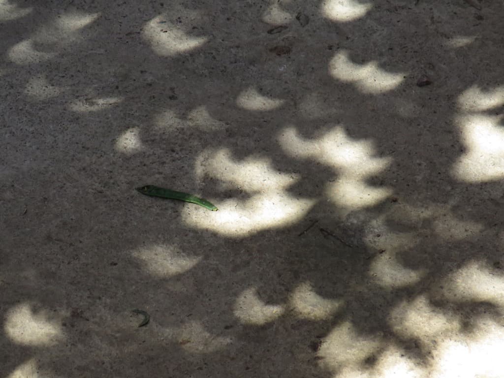 Trees reveal solar eclipse