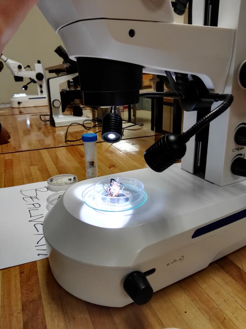 FABIans attend an insect mass-rearing workshop