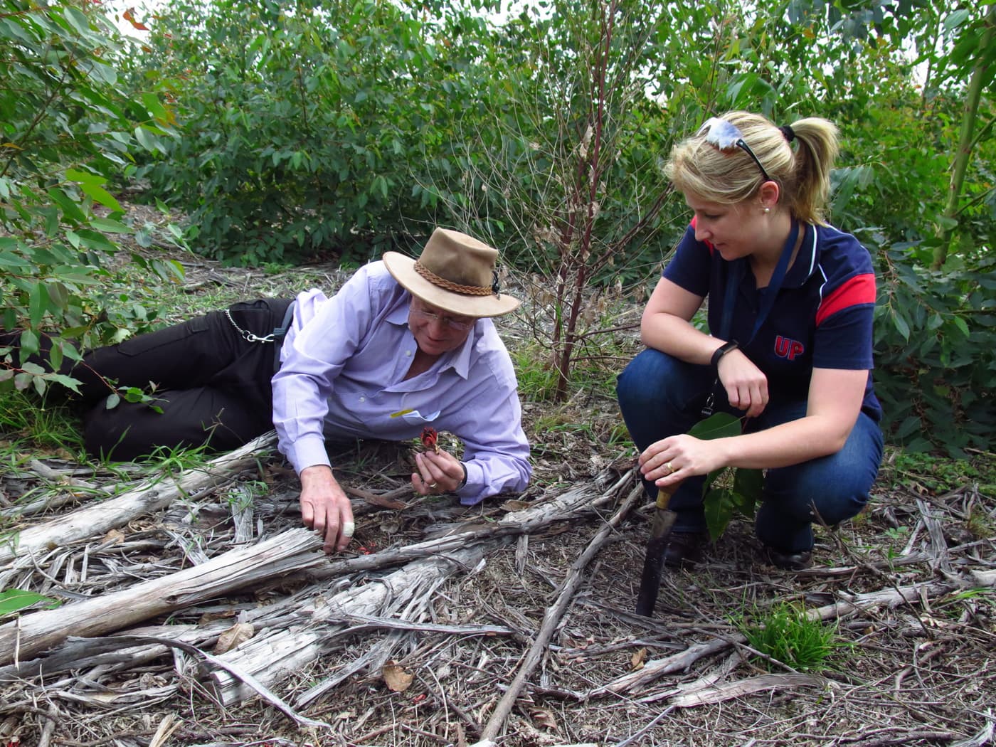 Field visit to inspect Ceratocystis infected Eucalyptus
