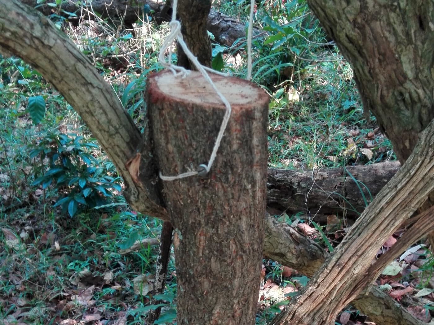 Hunting for ambrosia beetles in Tzaneen