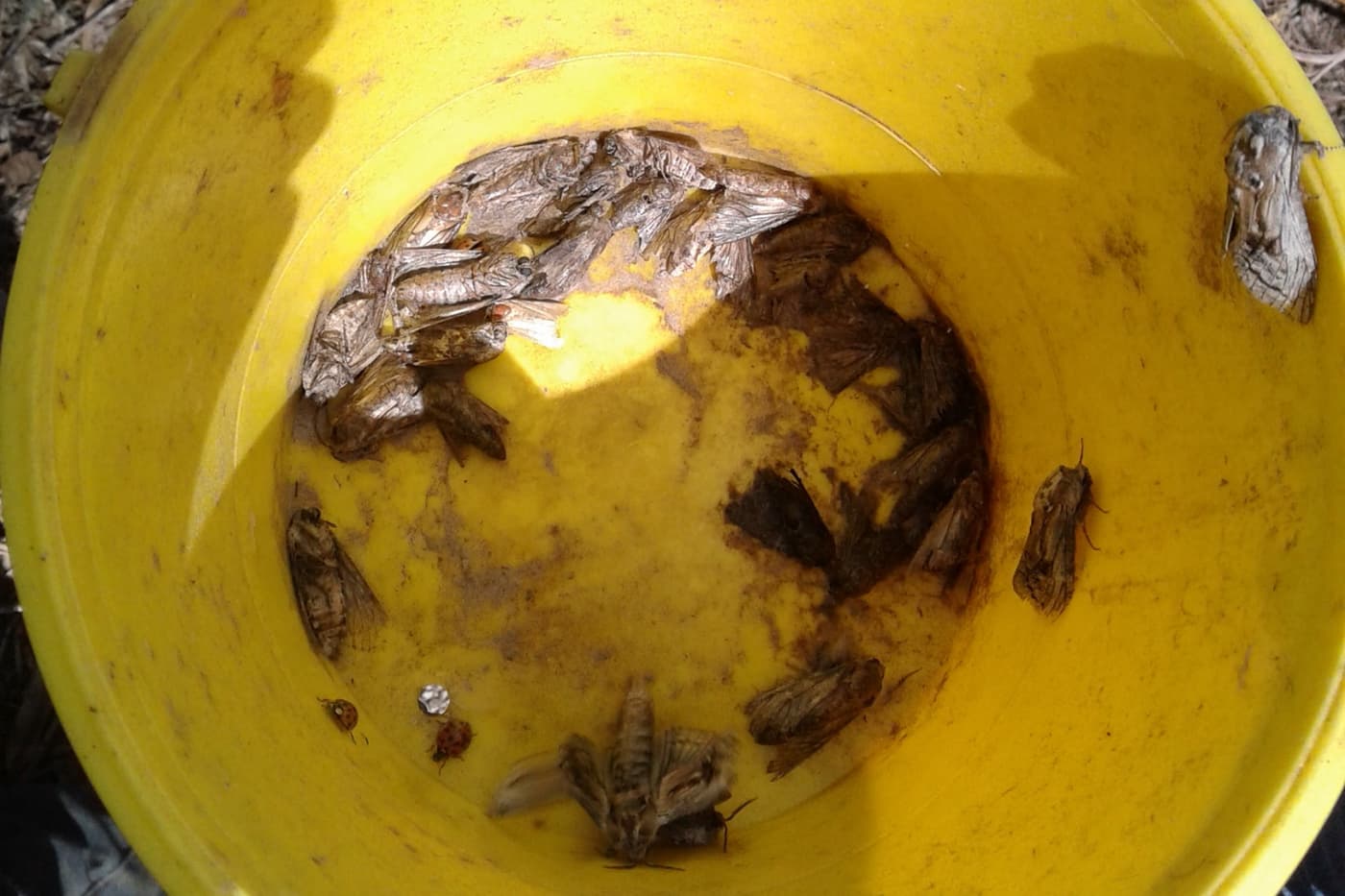 Chemical ecology field work at FABI