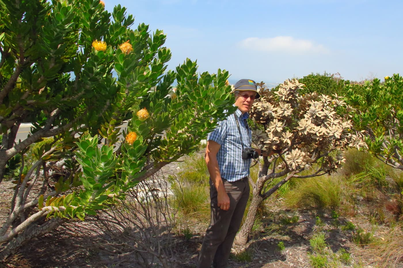 Prof André Drenth explores tree health issues in the Western Cape