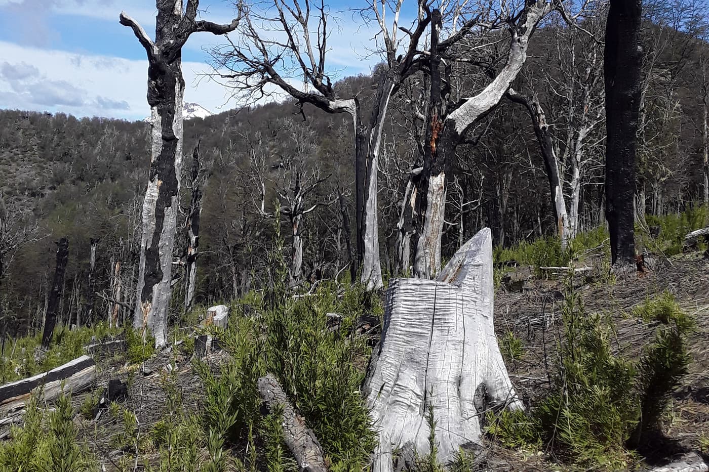 Tree planting to restore the native Patagonian forest