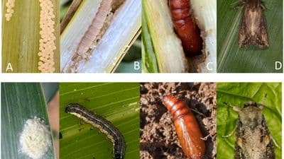 Smallholder farmers’ knowledge, perception and management of <i>Spodoptera frugiperda</i> (Lepidoptera: Noctuidae) on <i>Zea mays</i> at irrigation schemes in Limpopo province, South Africa