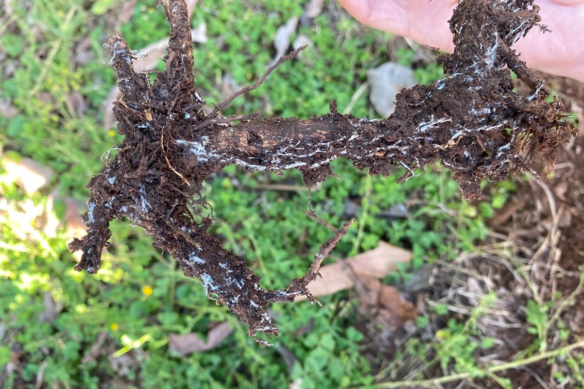 <i>Rosellinia necatrix</i> – We are onto you!