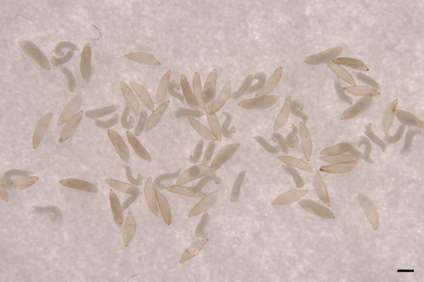 Nature Africa highlights novel research conducted at FABI on <i>Sirex</i> egg activation