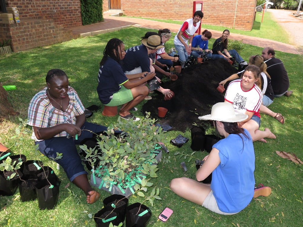FABIans plant thousands of Eucalyptus cuttings