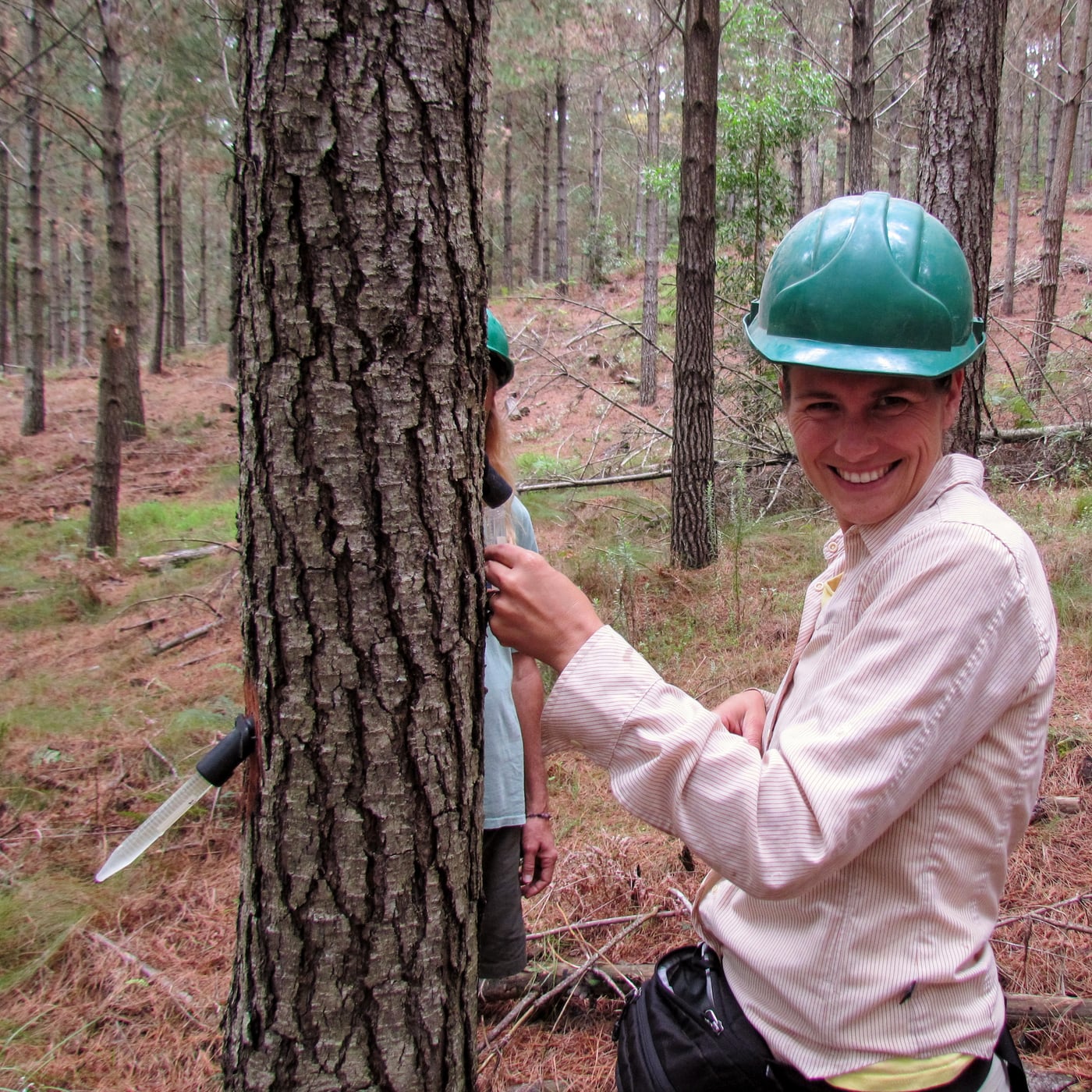Visiting collaborator delivers talk on Sirex invasions