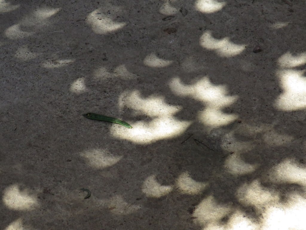 Trees reveal solar eclipse