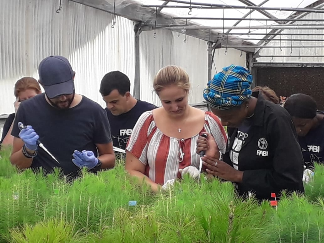 Mammoth inoculation trial of pine seedlings