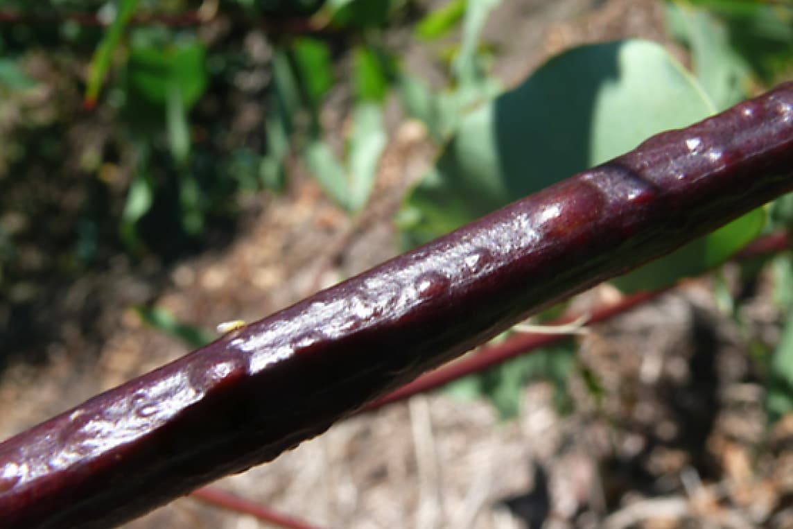 Blisters on bark caused by Erwinia psidii
