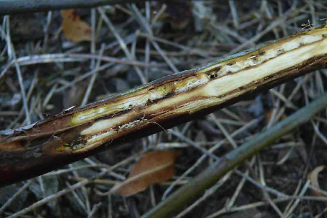 Internal discolouration caused by Erwinia psidii