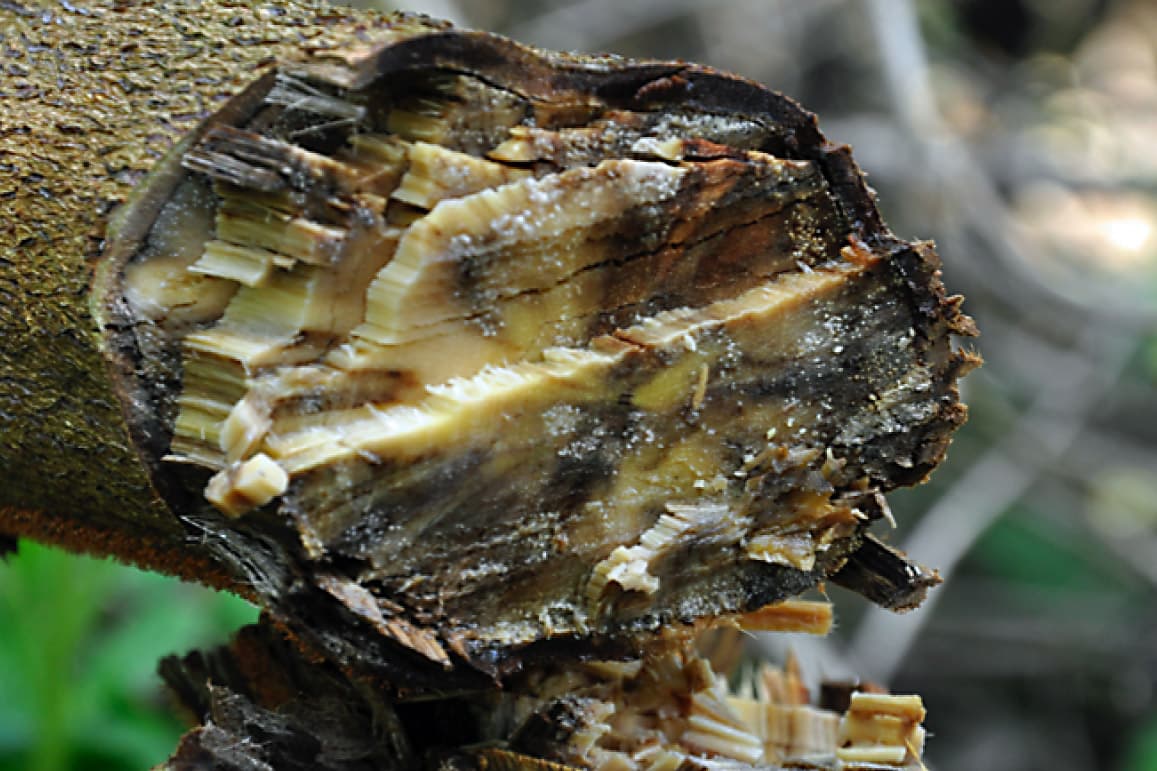Discoloured wood caused by Ralstonia solanacearum