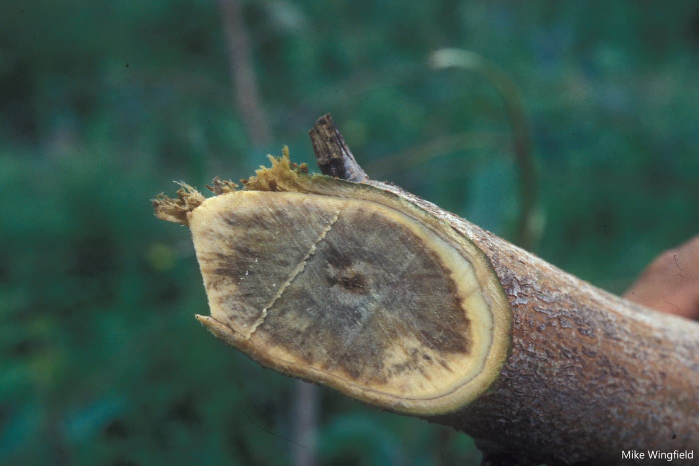 Stem of Eucalyptus hybrid infected with Ralstonia solanacearum