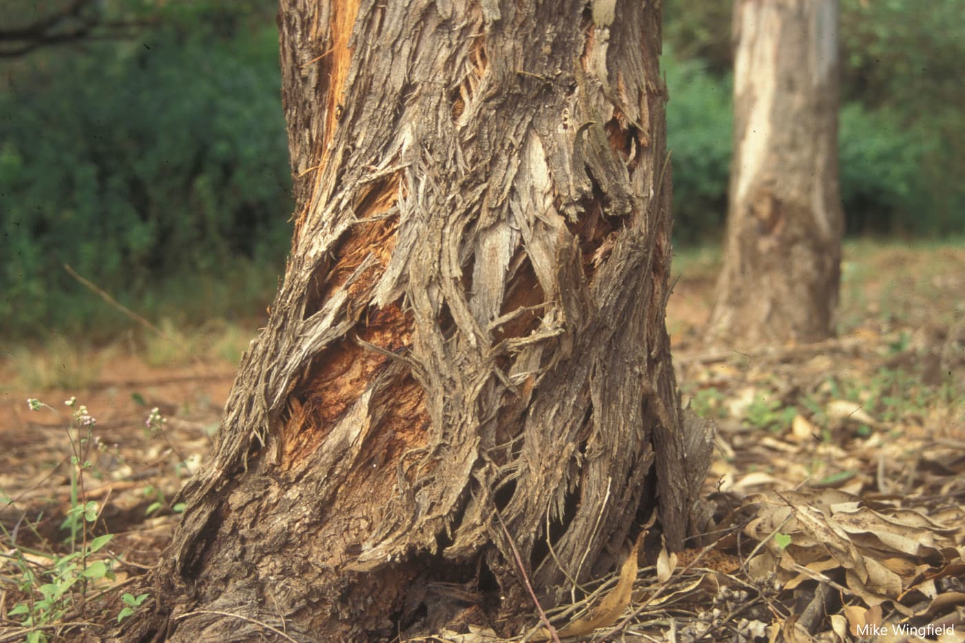 Basal canker on Eucalyptus due to Chr. austroafricana