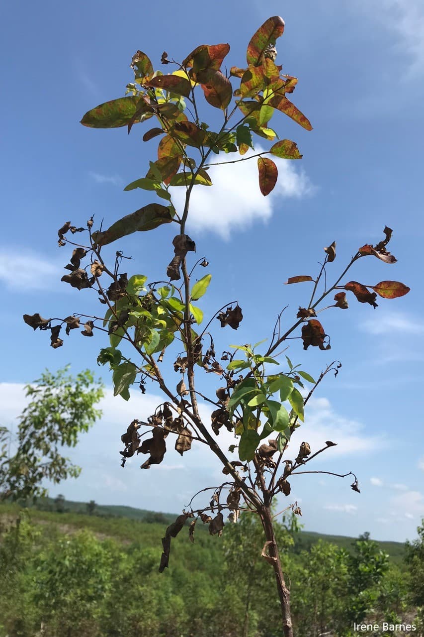 Teratosphaeria destructans leaf blight