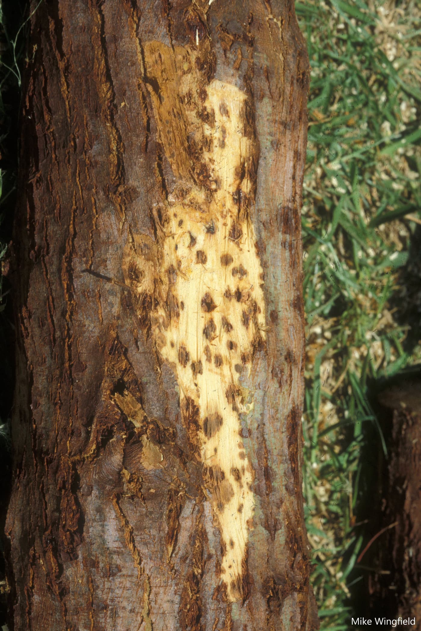 Eucalyptus stem infection by T. zuluensis