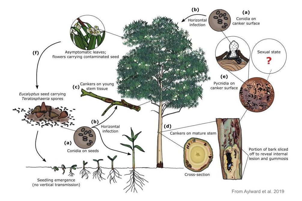 Proposed lifecycle of the Teratosphaeria stem canker pathogens
