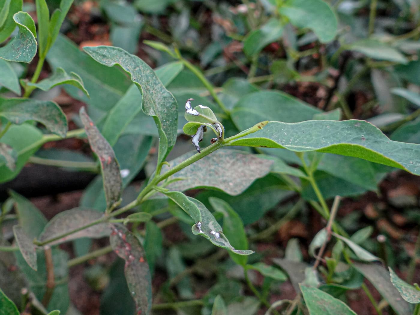 Leaf and shoot blight