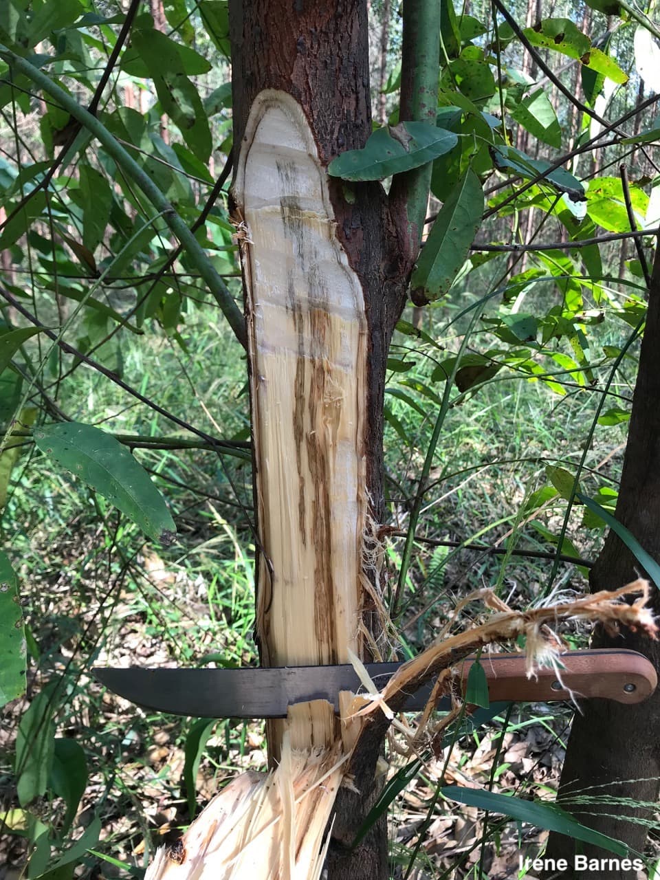 Ceratocystis wilt