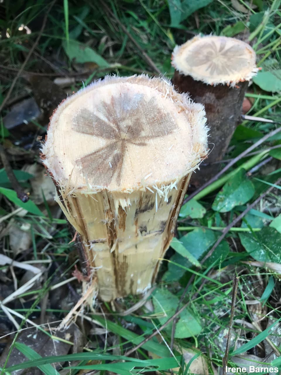 Ceratocystis wilt