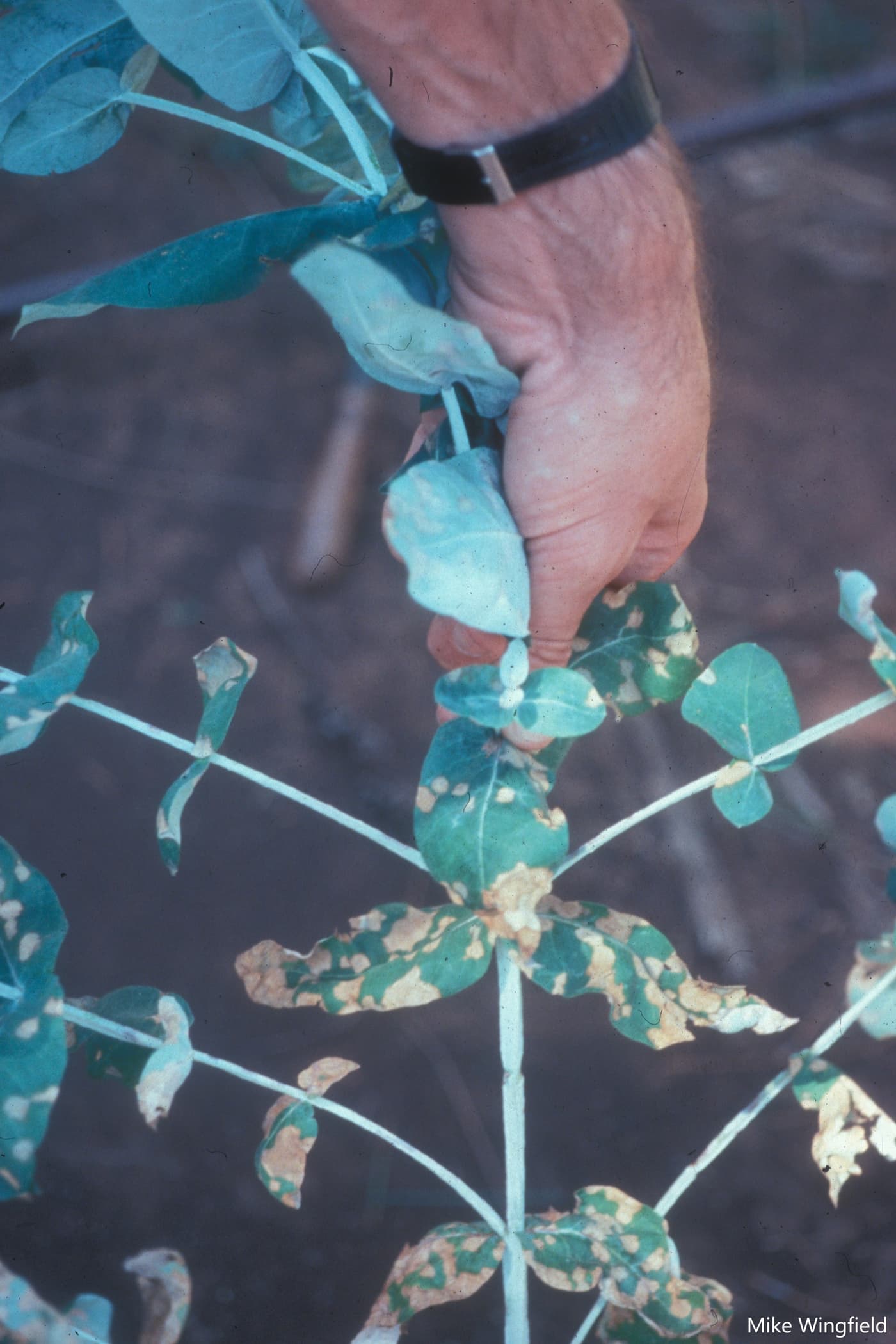 Leaf blotch on E. nitens caused by T. nubilosa