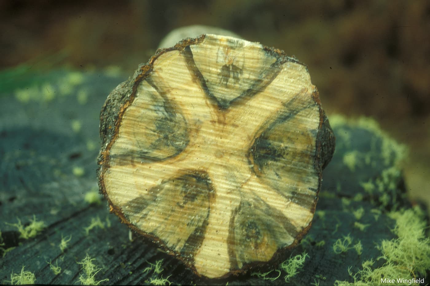 D. sapinea infections in branch whorl after pruning