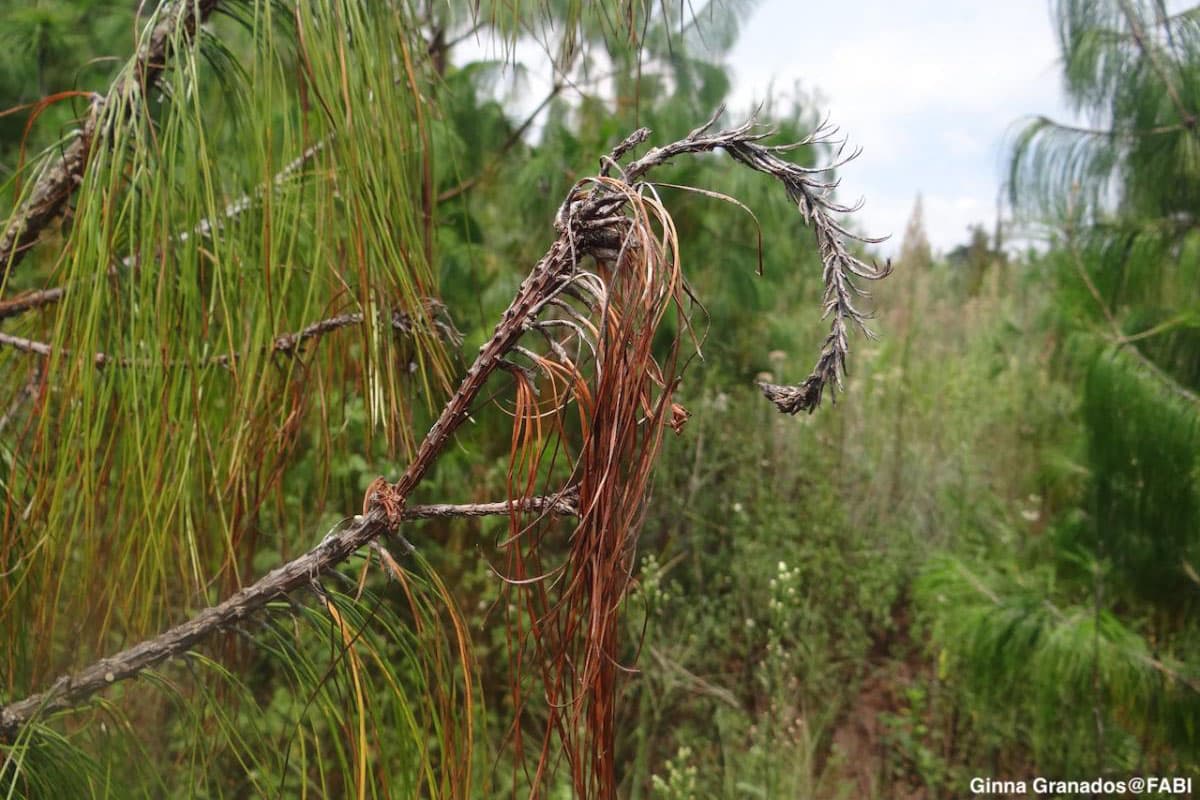Diplodia tip blight on Pinus patula