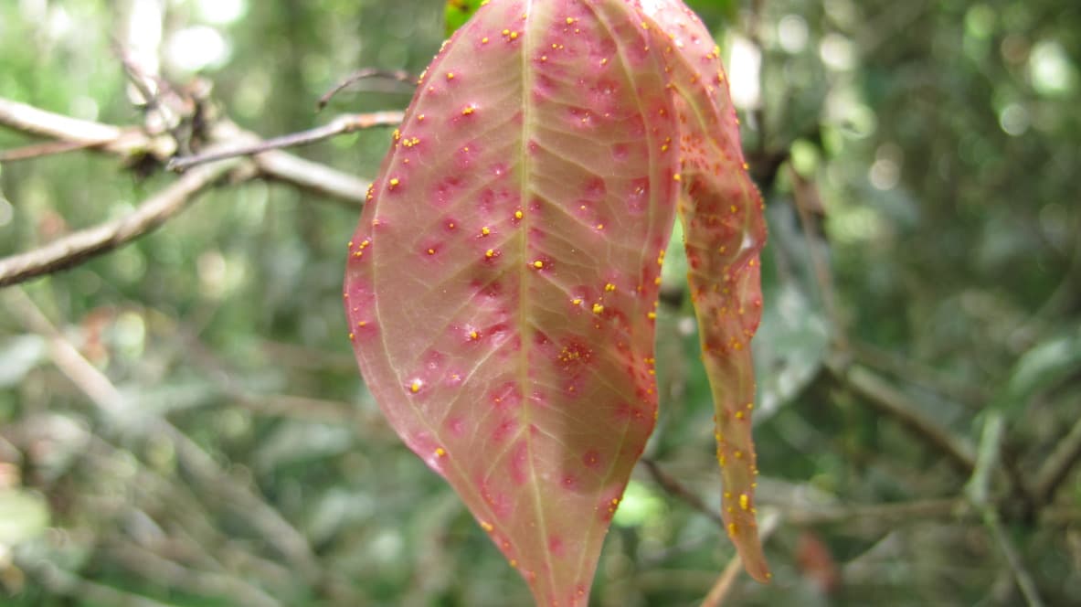 Myrtle Rust