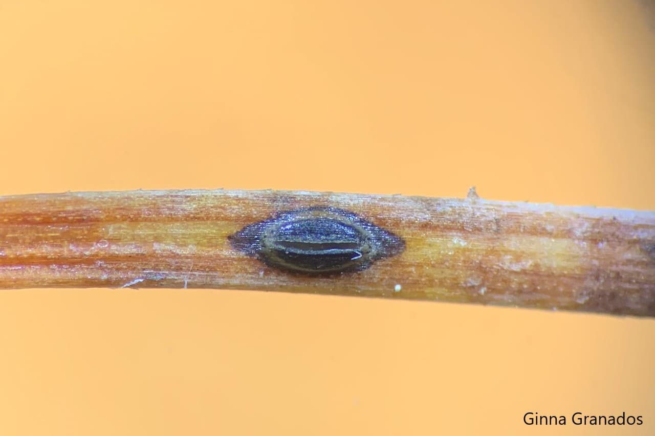 Lophodermium ascocarp