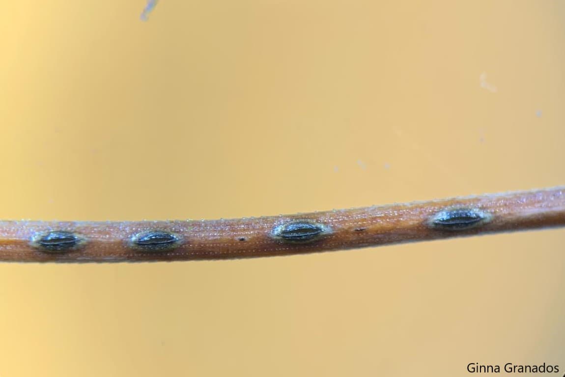 Lophodermium ascocarps