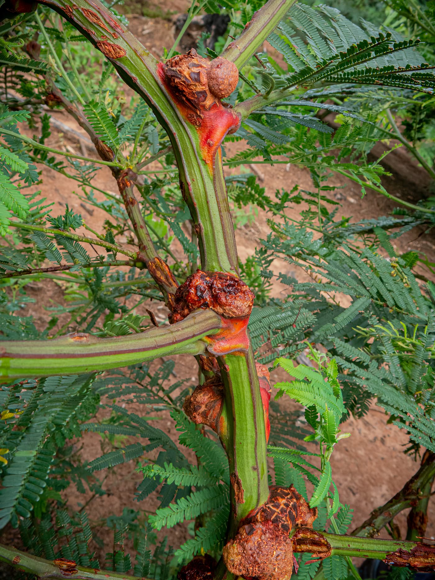 Galls on the stem